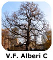 VF Alberi C